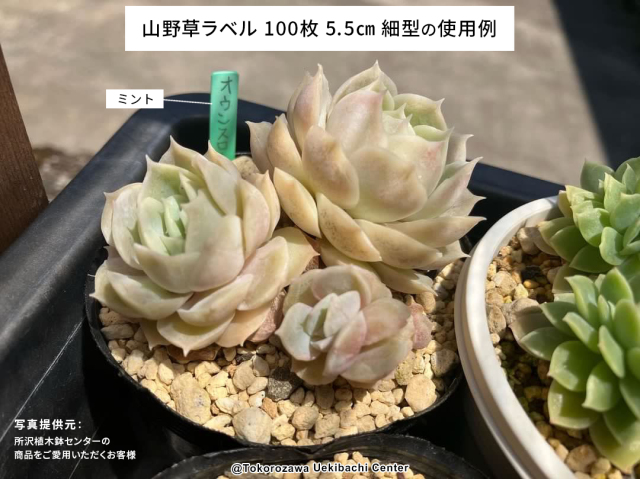 山野草ラベル 100枚 5.5cm 細型 山草ラベル/ネコポス便可