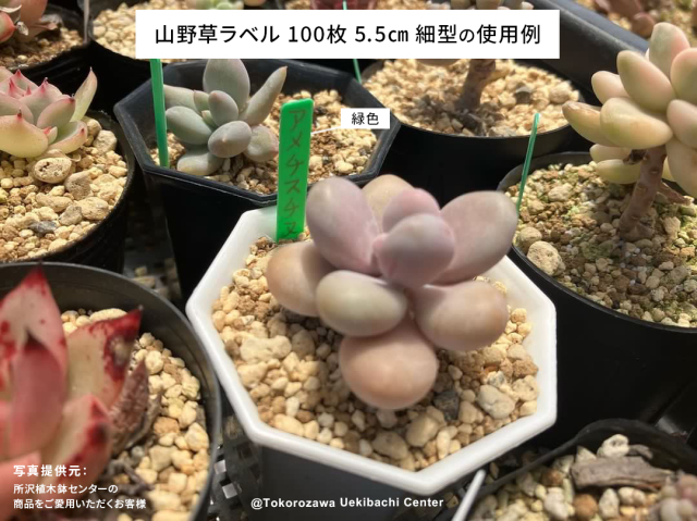 ✿landerblue様♡専用✿苗ネコポス発送☆挿し木 ✿landerblue様♡専用✿苗ネコポス発送☆挿し木 🟡[メルカリ]最適な苗