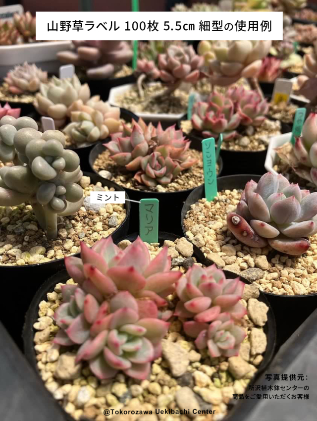 山野草ラベル 100枚 5.5cm 細型 山草ラベル/ネコポス便可