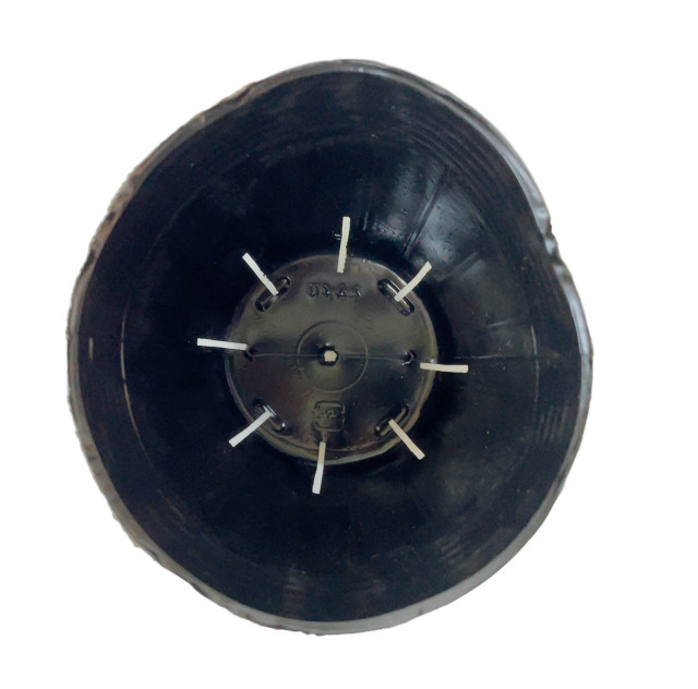 〈特選株18〉恵比寿大黒 ガチムチボディー雨ざらし実生5,6年 7.5cmポット スリット鉢 直径18cm 6号〈深型 ロングタイプ〉 樹脂製 とんでもない