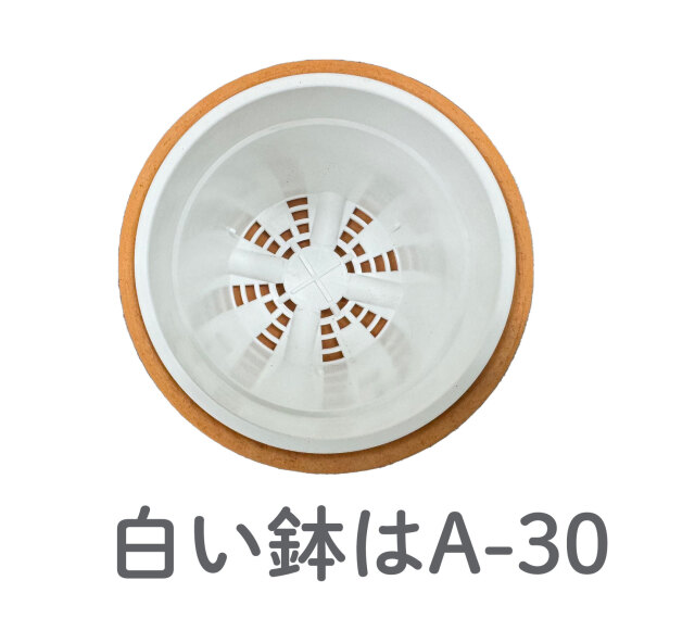 洋蘭 素焼き鉢 特注 3.3号 10枚セット 富貴蘭 多肉植物 リメイク
