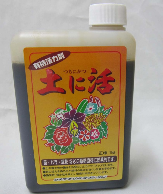 菊水綴化 実生 良形 鉢植えメルカリ便送料込み 2025年最新】菊水綴化の人気アイテム - メルカリ