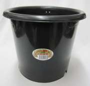 菊　プラ鉢　国華園製　8号