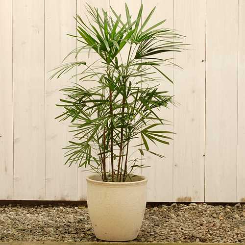 大きな観葉植物専門店【ガーデントロピカ】