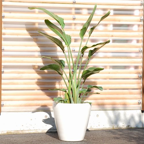 大きい観葉植物専門店　ガーデントロピカ　販売　通販　オーガスタ