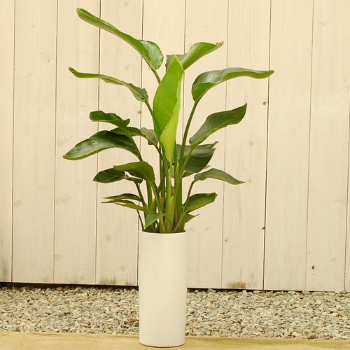 大きな観葉植物専門店　ガーデントロピカ　オーガスタ　陶器鉢入り