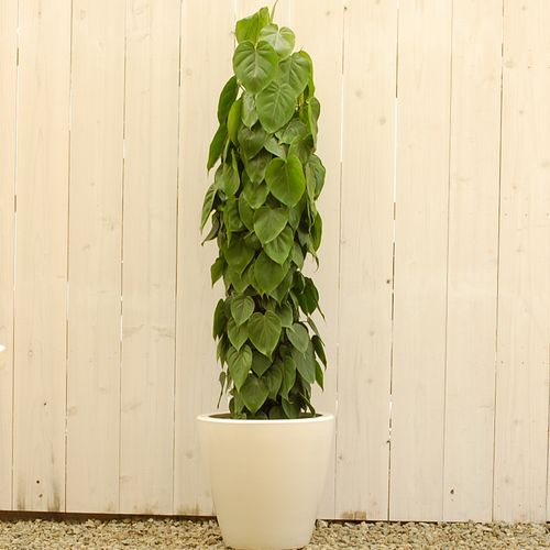 オーガスタ　販売・通販　大きい観葉植物専門店ガーデントロピカ