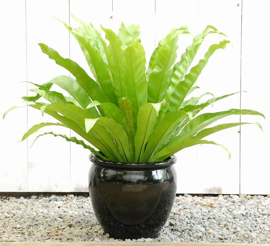 オオタニワタリ【大きな観葉植物専門店　ガーデントロピカ】