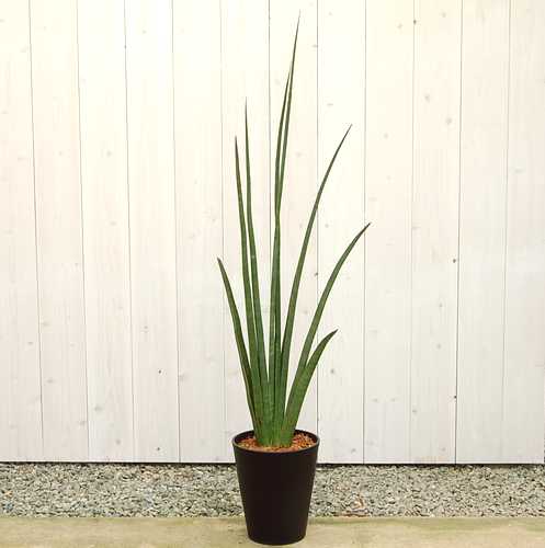 サンスベリア デセルディー10号　販売・通販【大きい観葉植物専門店ガーデントロピカ】