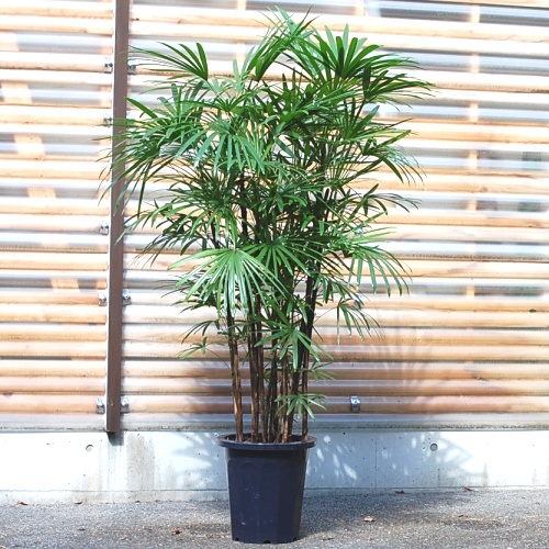 シュロチク【大きな観葉植物専門店　ガーデントロピカ】