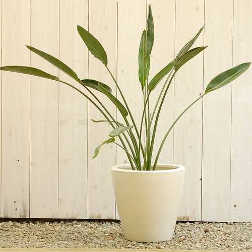 ストレリチア・レギネ　10号　販売・通販　大きい観葉植物専門店ガーデントロピカ