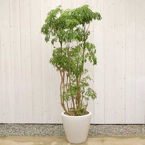 ポリシャス タイワンモミジ10号　販売・通販【大きい観葉植物専門店ガーデントロピカ】