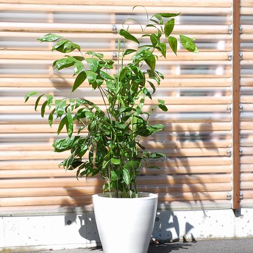 高性チャメ（チャマエドレア）10号販売・通販【大きい観葉植物専門店ガーデントロピカ】
