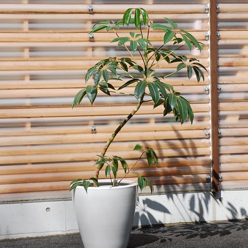 ツピダンサス（チュピダンサス）10号　しっかりした個体です【4301-210-2】