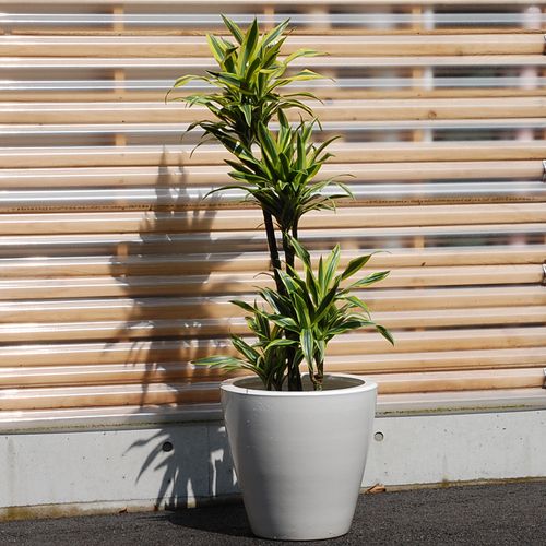 大きい観葉植物専門店　ガーデントロピカ　販売　通販　レモンライム