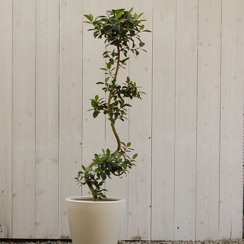 大きい観葉植物専門店　ガーデントロピカ　販売　通販　フランスゴム