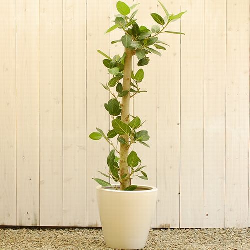 大きい観葉植物専門店　ガーデントロピカ　ベンガルボダイジュ