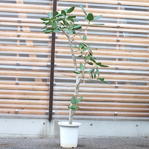 ベンガルボダイジュ【大きな観葉植物専門店　ガーデントロピカ】