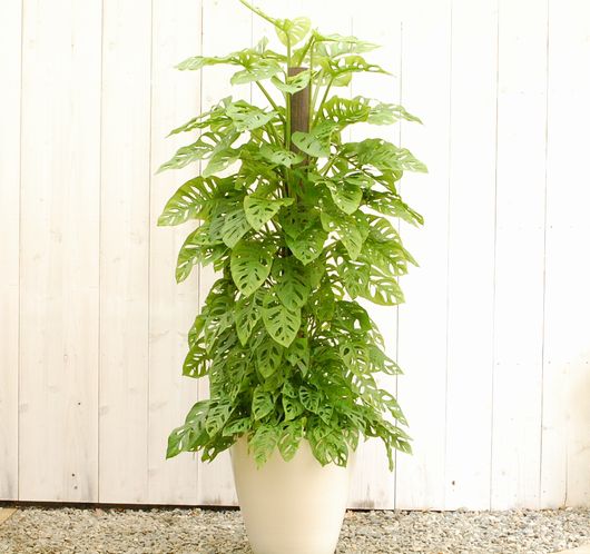 マドカズラ【大きな観葉植物専門店　ガーデントロピカ】