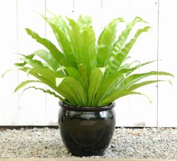 オオタニワタリ【大きな観葉植物専門店　ガーデントロピカ】