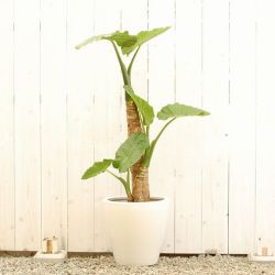 大きい観葉植物専門店ガーデントロピカ