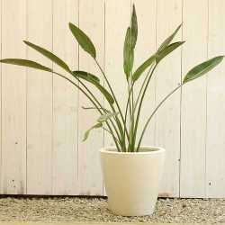 ストレリチア・レギネ　10号　販売・通販　大きい観葉植物専門店ガーデントロピカ
