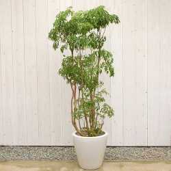 ポリシャス タイワンモミジ10号　販売・通販【大きい観葉植物専門店ガーデントロピカ】