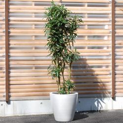 ドラセナ‘ソング オブ ジャマイカ’170ｃｍ 良品。ギフトにもおススメです【4503-310-1】