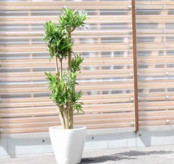 ジャマイカ【大きな観葉植物専門店　ガーデントロピカ】