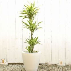 大きい観葉植物専門店ガーデントロピカ