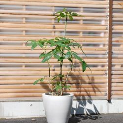 パキラ 10号優美な一鉢です【6103-210-2】