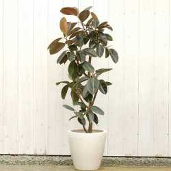 フィカス・バーガンディ　販売・通販【大きい観葉植物専門店ガーデントロピカ】