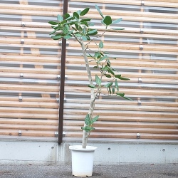 ベンガルボダイジュ【大きな観葉植物専門店　ガーデントロピカ】