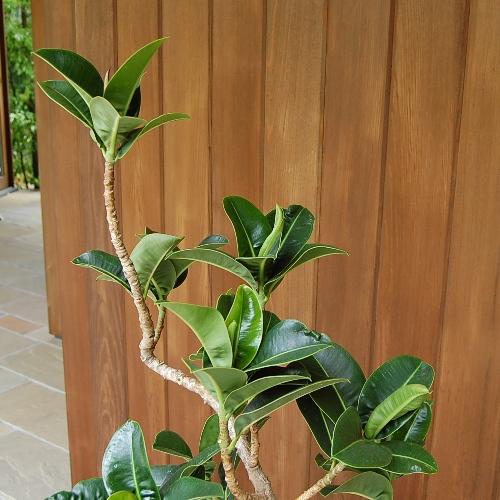 アポロゴム8号 ☆【大きい観葉植物専門店 ガーデントロピカ】 大型観葉