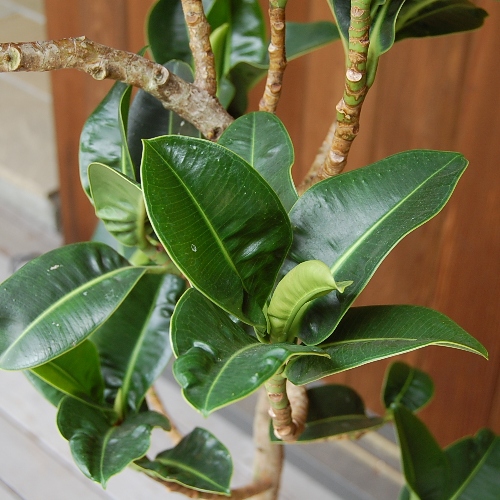アポロゴム8号 ☆【大きい観葉植物専門店 ガーデントロピカ】 大型観葉