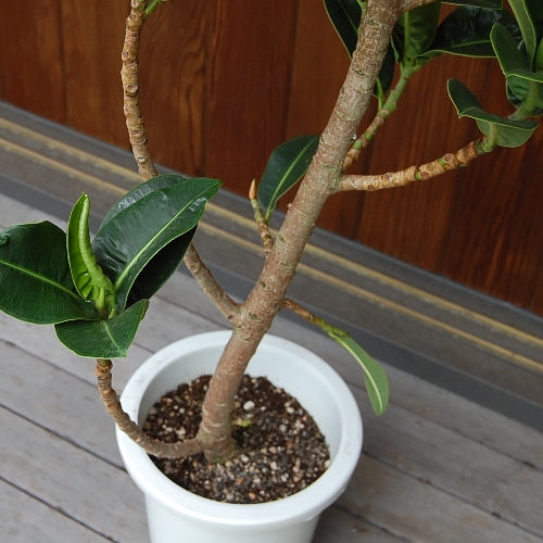 アポロゴム8号 ☆【大きい観葉植物専門店 ガーデントロピカ】 大型観葉