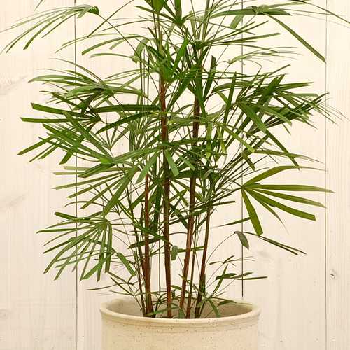 ウンナンシュロチク 7号☆【大きな観葉植物専門店 ガーデン