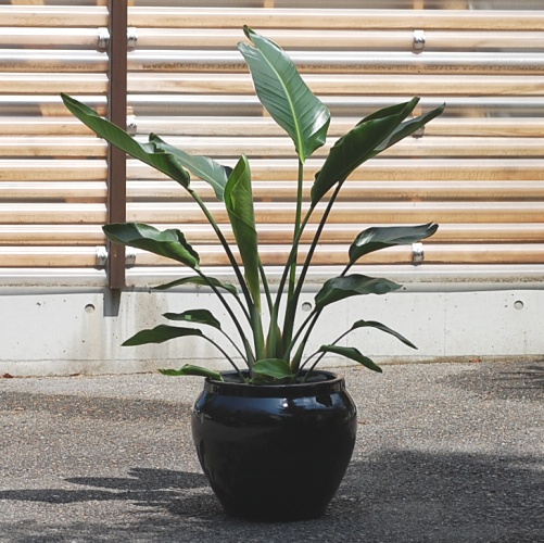 オーガスタ（ストレリチア ニコライ） 8号【大きな観葉植物専門店