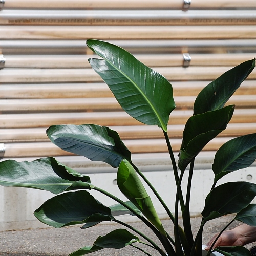 オーガスタ（ストレリチア ニコライ） 8号【大きな観葉植物専門店