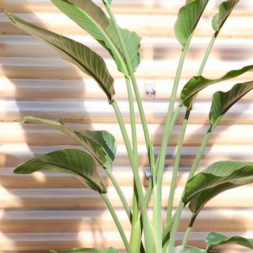 根強い人気☆オーガスタ 10号（ストレリチア・ニコライ）【大きい観葉