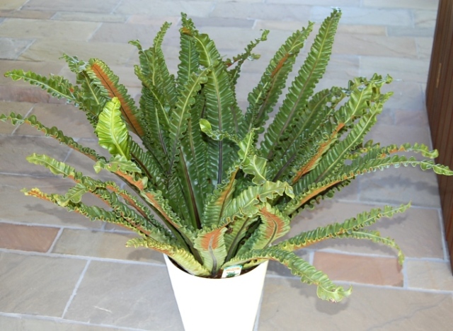 観葉植物 epiprenum-mirabile-3_1.jpg?