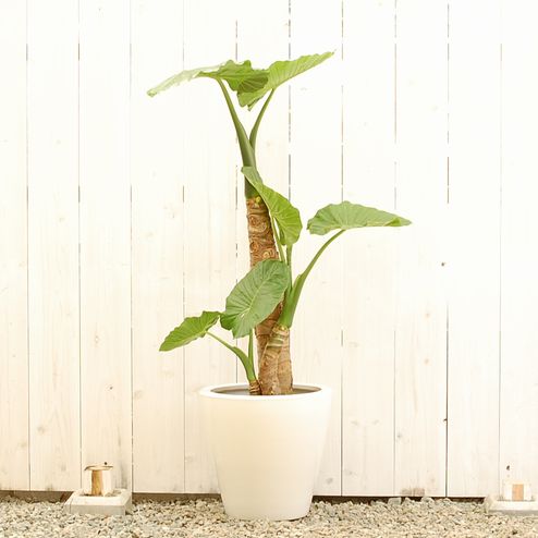 クワズイモ 10号 ☆【大きい観葉植物専門店 ガーデントロピカ】 大型 