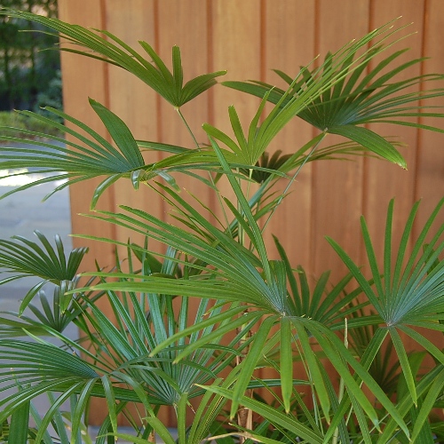 【B級品/大型観葉植物】緑の宝石！濃い緑色の葉が魅力♪シュロチク 鉢植え10号鉢 B級品/大型観葉植物】緑の宝石！濃い緑色の葉が魅力♪シュロチク