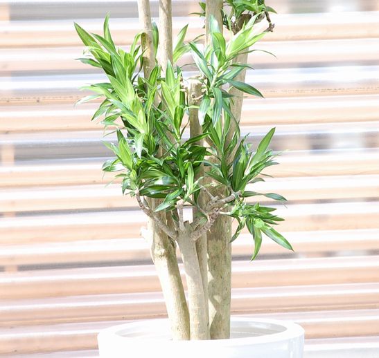 観葉植物 約180cm ドラセナ・ジャマイカ 楽天市場】観葉植物 ドラセナ ソングオブジャマイカ 180 : 花右衛門