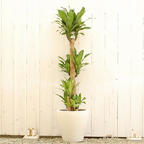 縁起物！ドラセナ'マッサンゲアナ'＜幸福の木＞ 10号 【大きな観葉植物