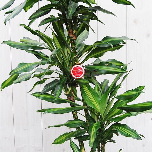 新品種です！ドラセナ'ジェレ' 7号【大きい観葉植物専門店 ガーデン