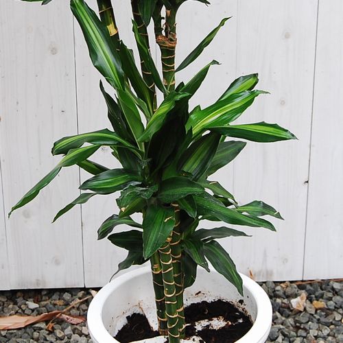 新品種です！ドラセナ'ジェレ' 7号【大きい観葉植物専門店 ガーデン