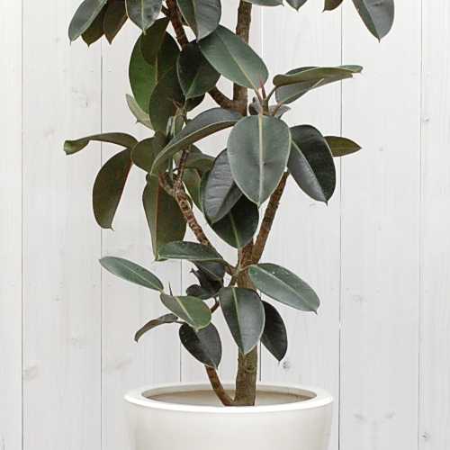 フィカス　バーガンディ　1【現品】観葉植物　室内　大型 楽天市場】観葉植物 フィカス バーガンディ 8号鉢 【全国送料