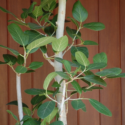 ベンガルボダイジュ（ベンガルゴム）10号☆【大きな観葉植物専門