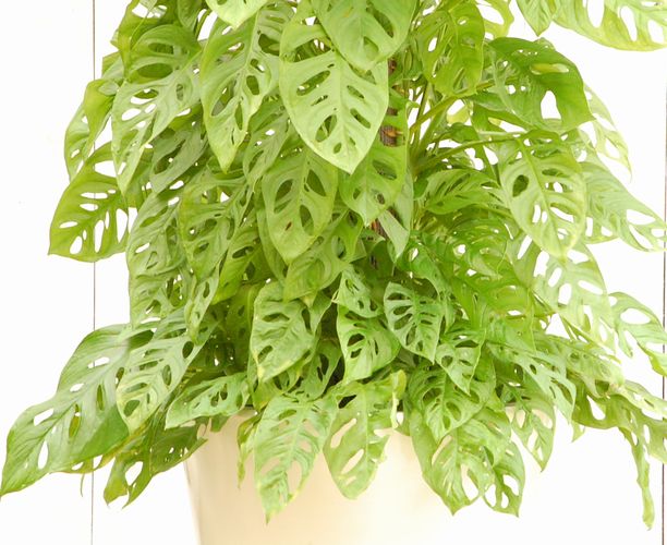 マドカズラ 10号 【大きい観葉植物専門店ガーデントロピカ】大型観葉